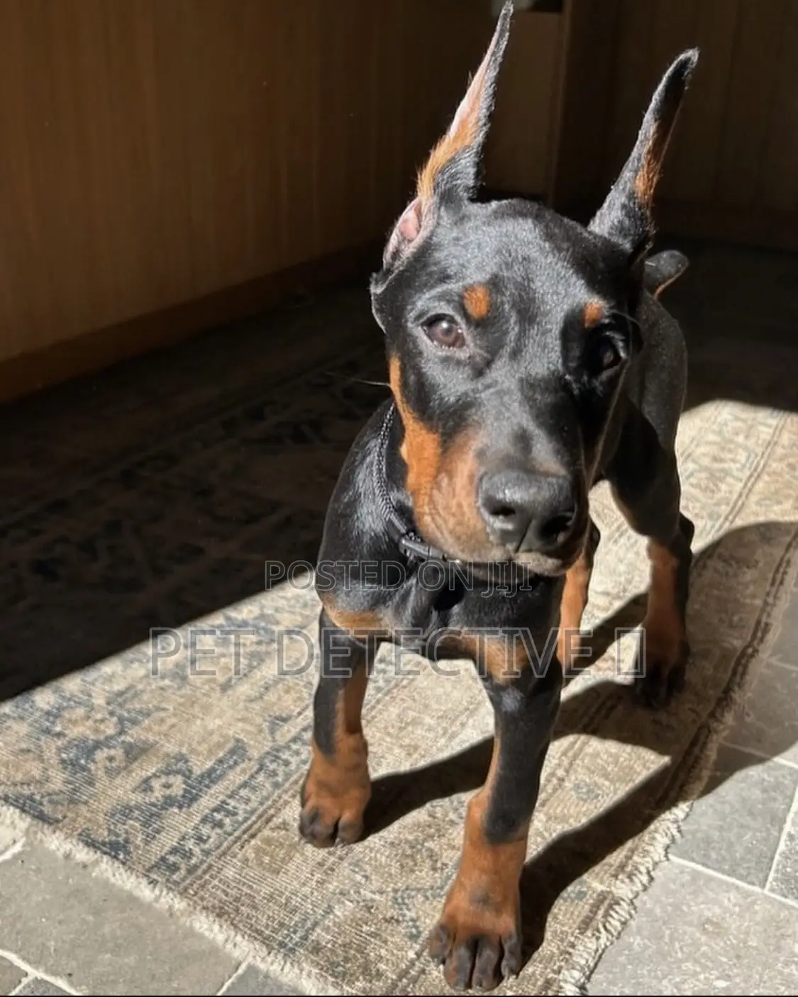 1-3 months Male Purebred Doberman Pinscher