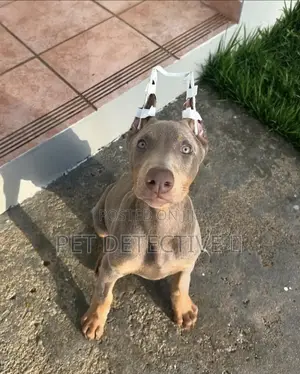 1-3 months Male Purebred Doberman Pinscher