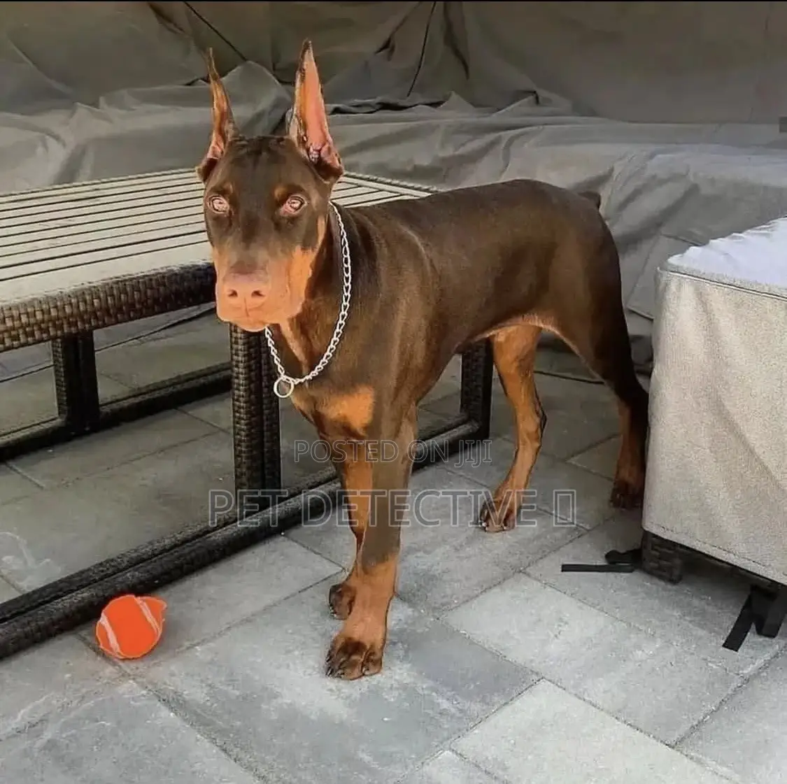 1-3 months Male Purebred Doberman Pinscher