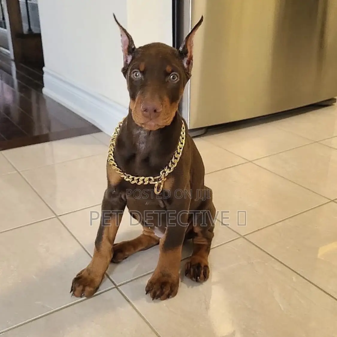 1-3 months Male Purebred Doberman Pinscher