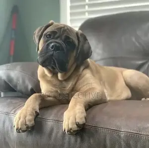 1-3 months Male Purebred Mastiff