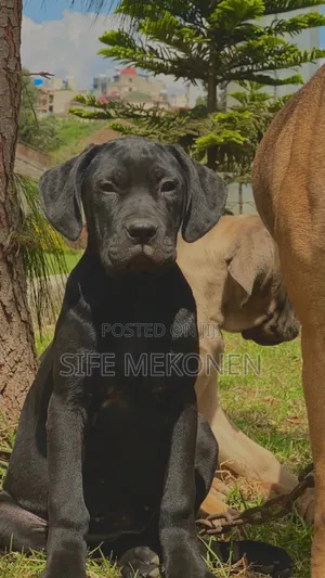 1-3 months Male Purebred Bullmastiff