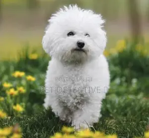 1-3 months Male Purebred Bichon Frise
