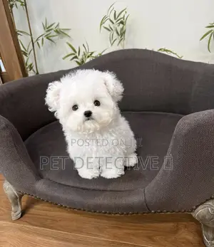 1-3 months Male Purebred Bichon Frise