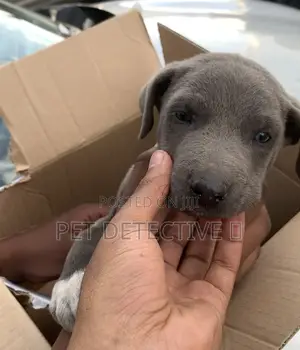 1-3 months Male Purebred American Pit Bull Terrier