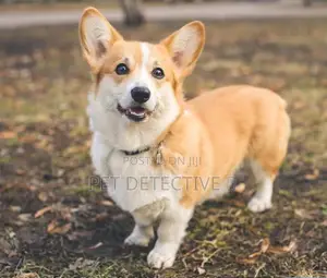 1-3 months Male Purebred Pembroke Welsh Corgi