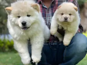 1-3 months Male Purebred Chow Chow