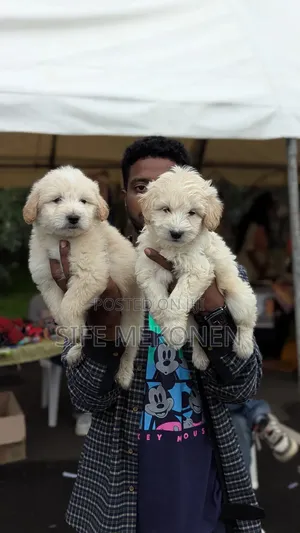 1-3 months Male Mixed Breed Maltese