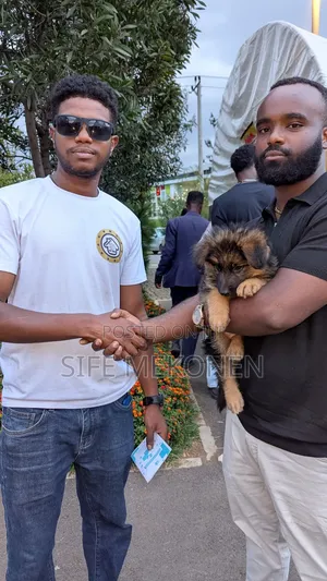 1-3 months Male Purebred German Shepherd