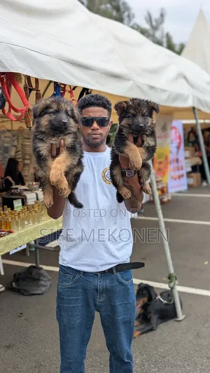 1-3 months Male Purebred German Shepherd