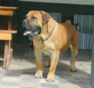 1-3 months Male Purebred Boerboel