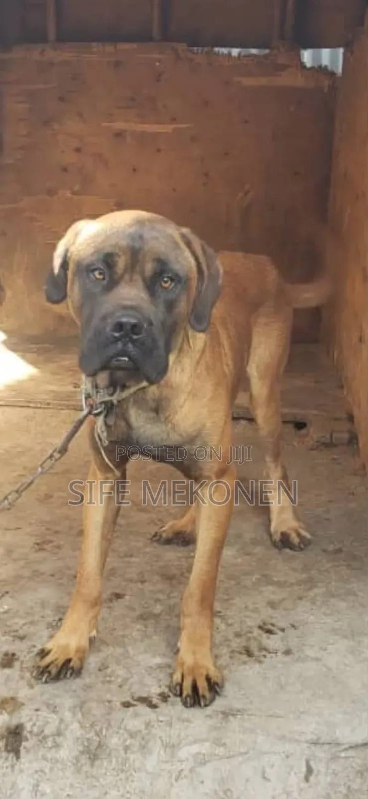 1-3 months Male Purebred Bullmastiff