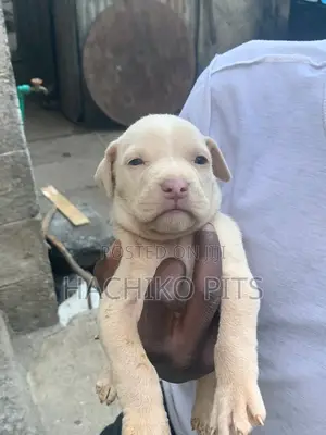 1-3 months Male Purebred American Pit Bull Terrier