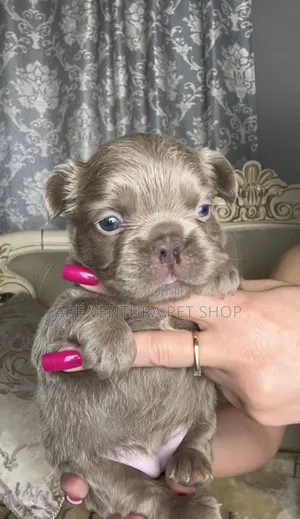 1-3 months Male Purebred French Bulldog