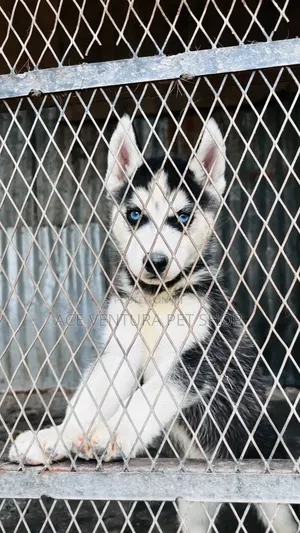 1-3 months Male Purebred Siberian Husky