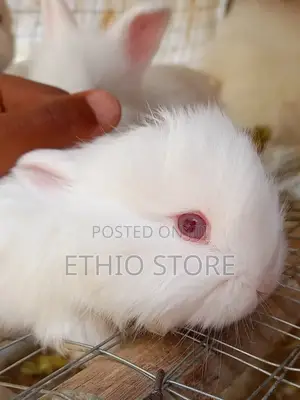 Male Rabbit ምትፈልጉ