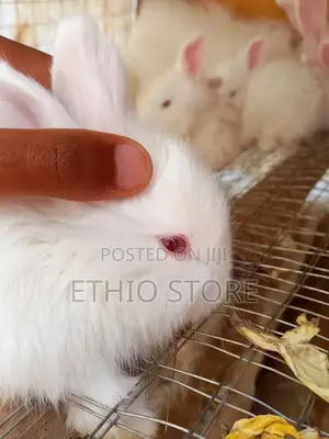 Male Rabbit ምትፈልጉ