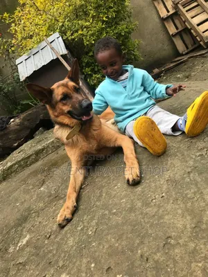 1-3 months Male Purebred German Shepherd