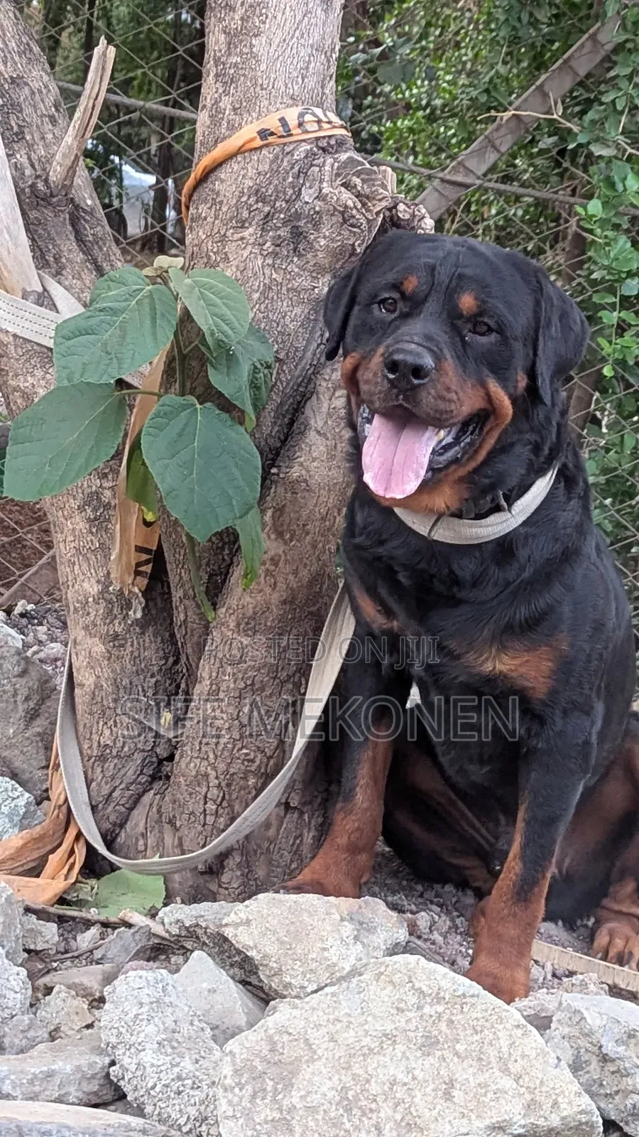 1-3 months Male Purebred Rottweiler
