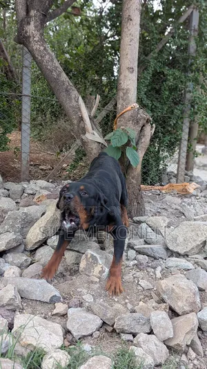 1-3 months Male Purebred Rottweiler