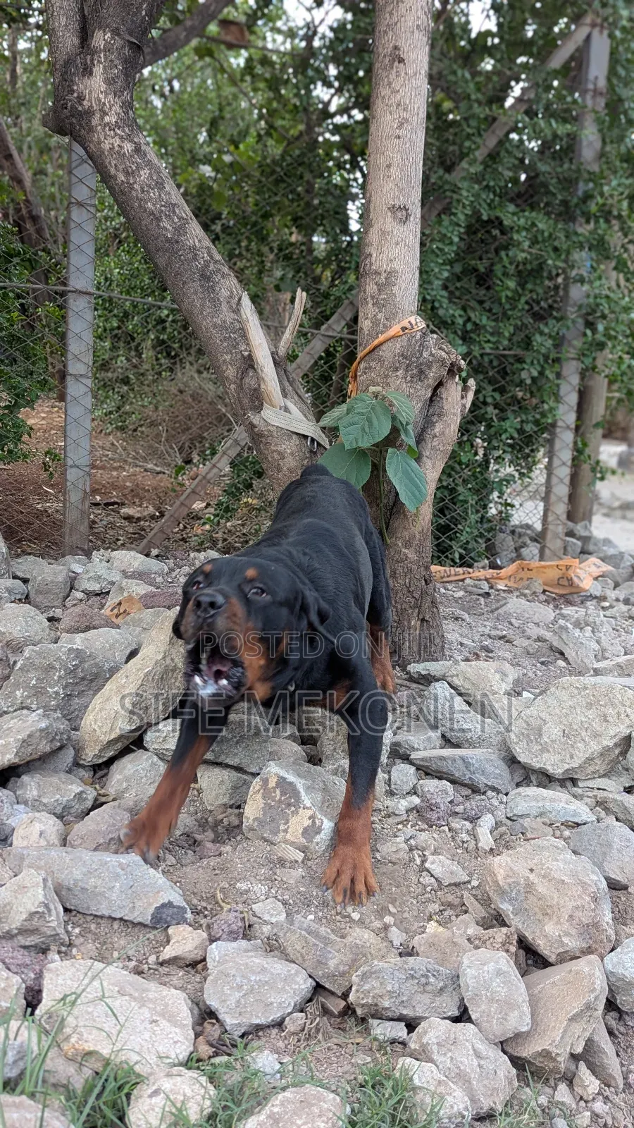 1-3 months Male Purebred Rottweiler