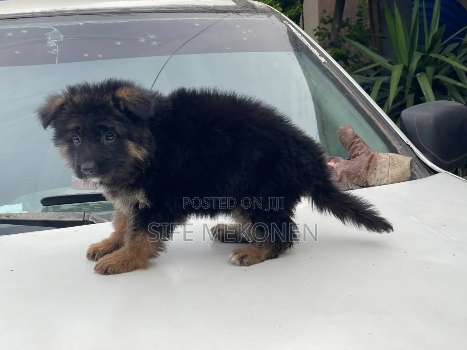 1-3 months Male Purebred German Shepherd