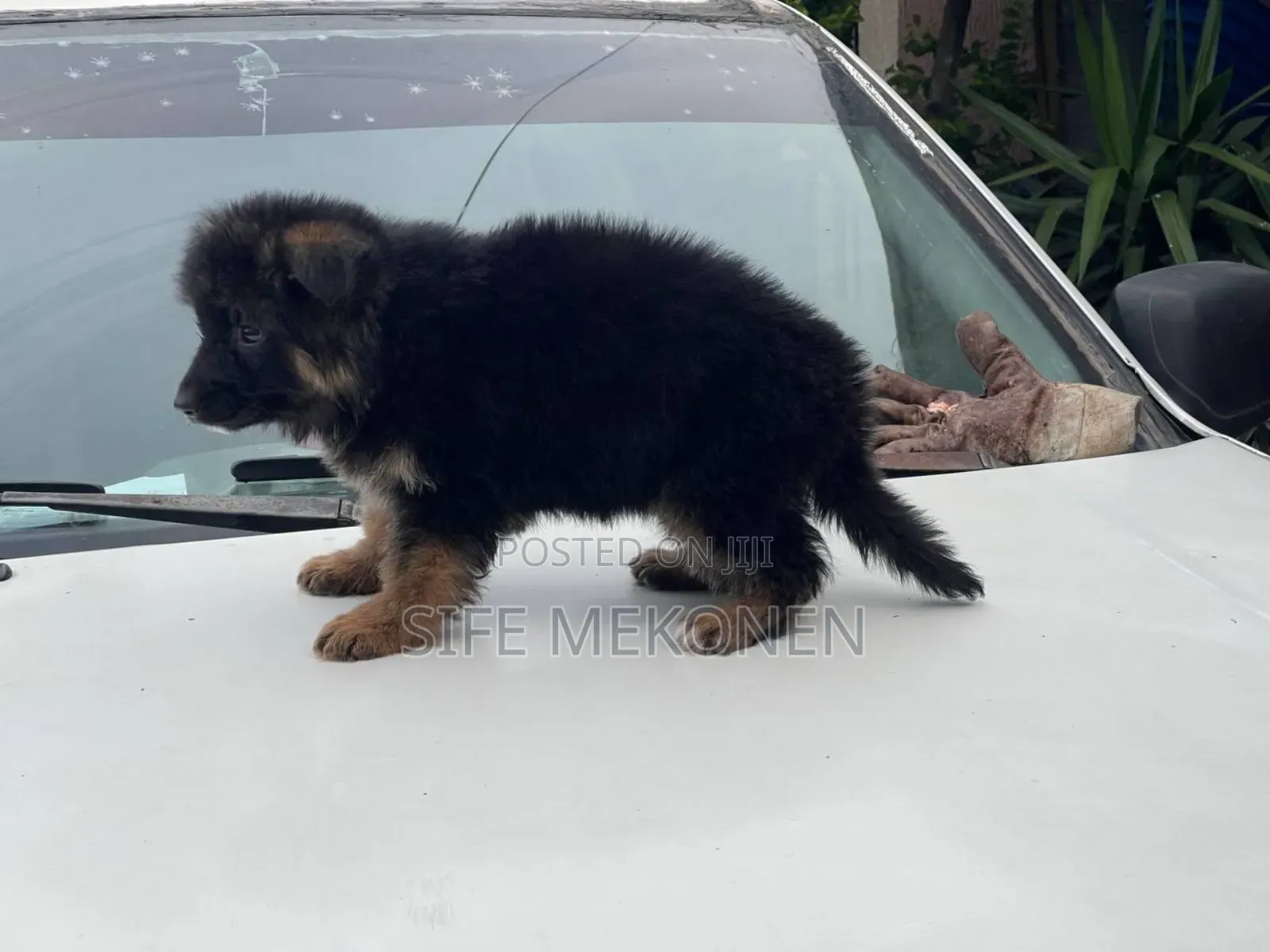 1-3 months Male Purebred German Shepherd