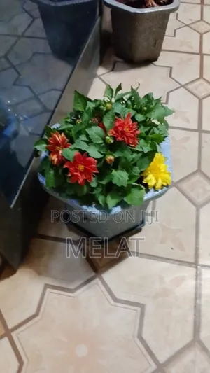 Indoor Plant