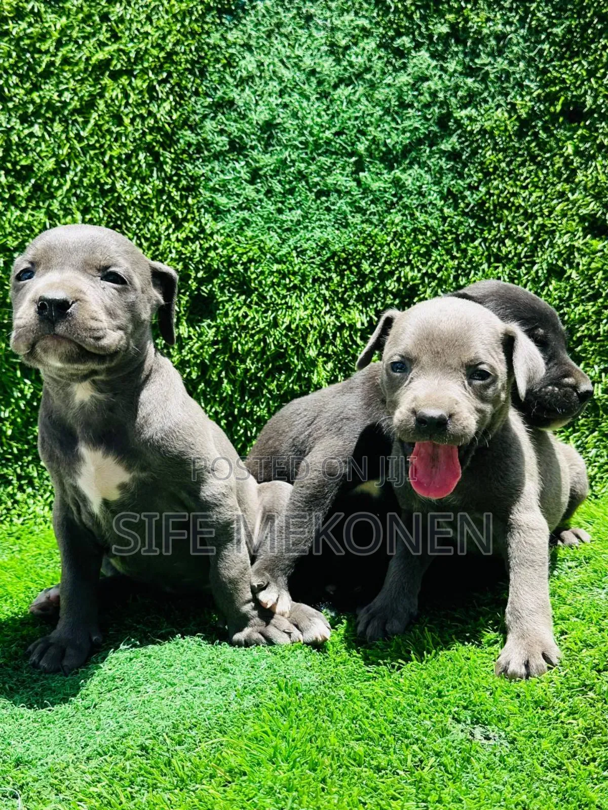 1-3 months Male Purebred American Pit Bull Terrier