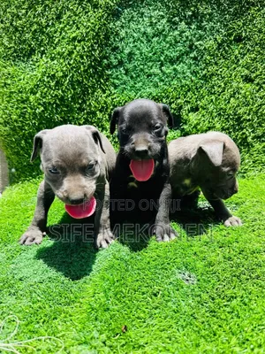 1-3 months Male Purebred American Pit Bull Terrier