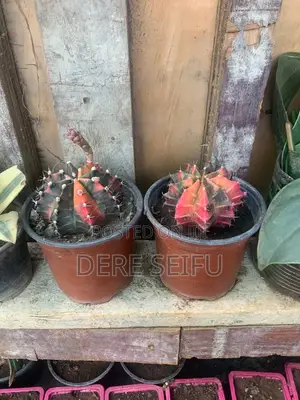 Unique Cactus Plant