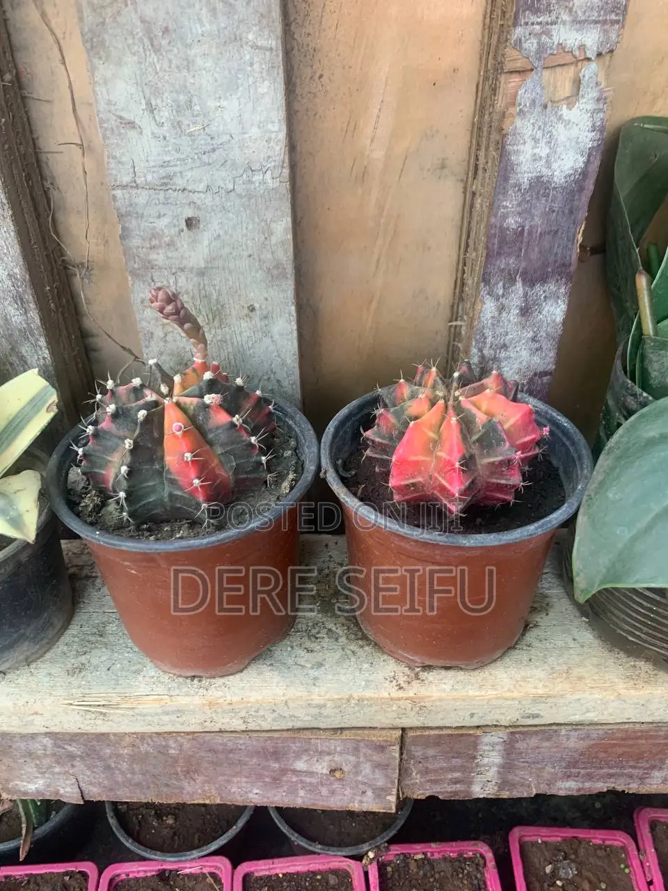 Unique Cactus Plant