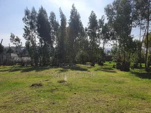 3200 SQM Land Sell in Holeta Digital Carta(መሬት ድጅታል ካርታ ያለው በሆለታ የሚሸጥ)