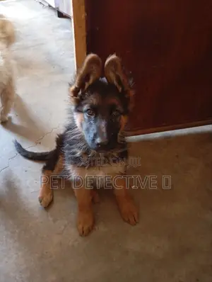 1-3 months Male Purebred German Shepherd
