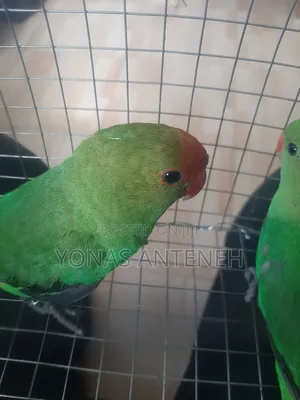 Beautiful Parrots