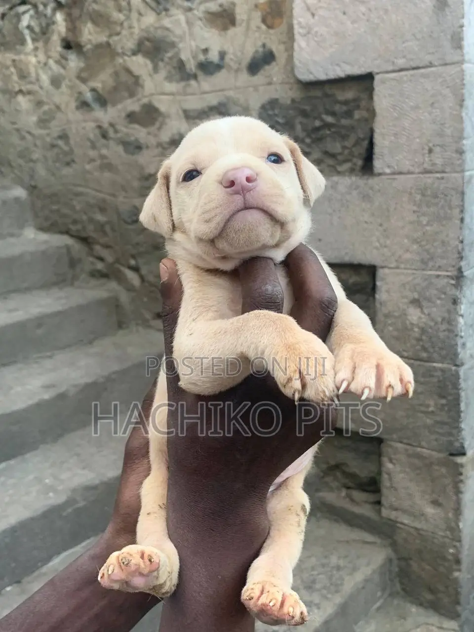1-3 months Male Purebred American Pit Bull Terrier