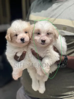 1-3 months Male Purebred Maltese