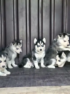 1-3 months Male Purebred Siberian Husky
