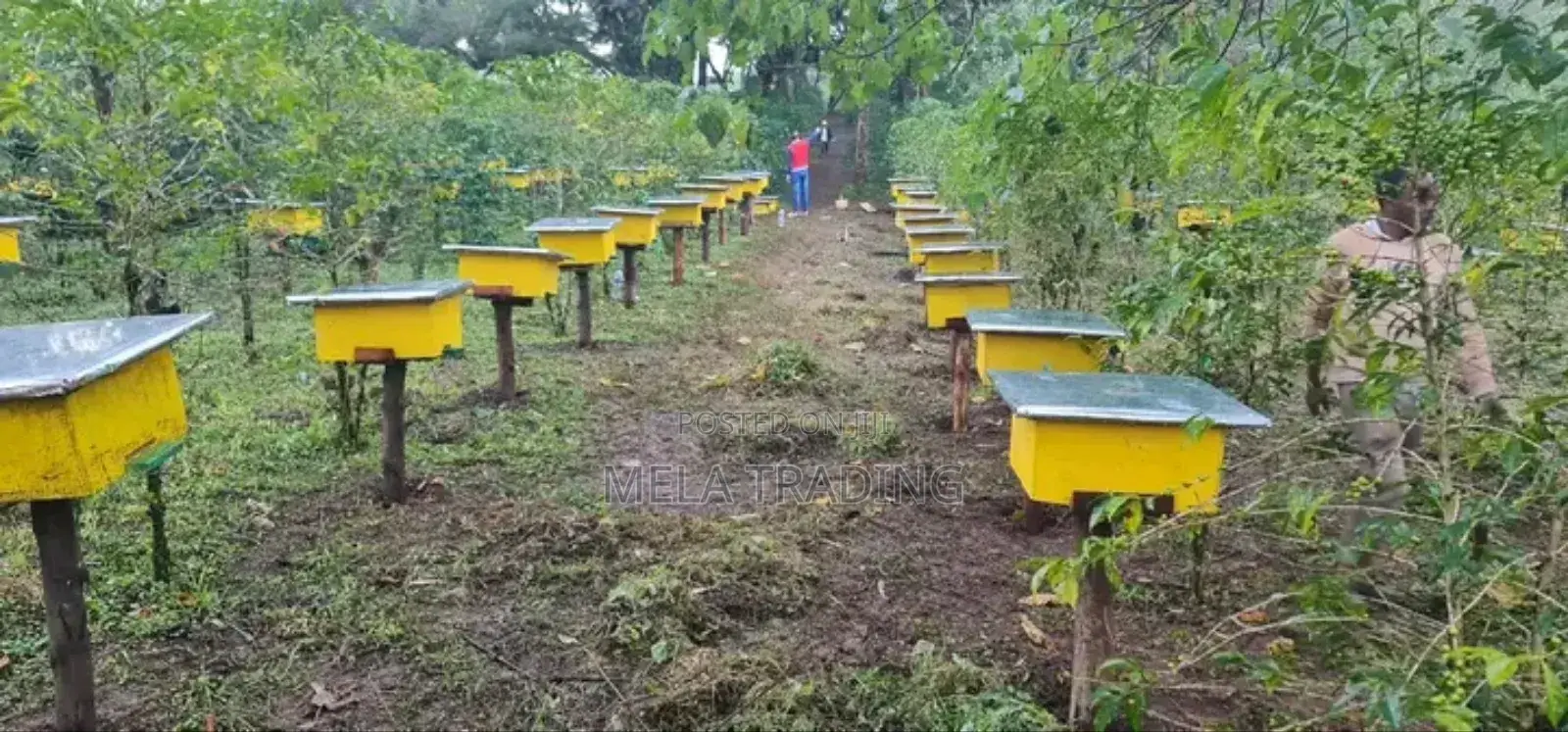 Modern Bee Hive