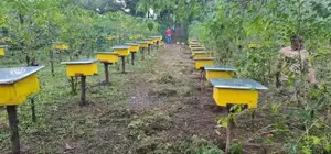 Modern Bee Hive