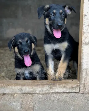 1-3 months Male Purebred German Shepherd