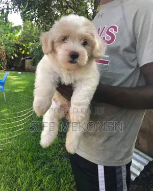 1-3 months Male Purebred Maltese
