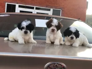1-3 months Male Purebred Maltese
