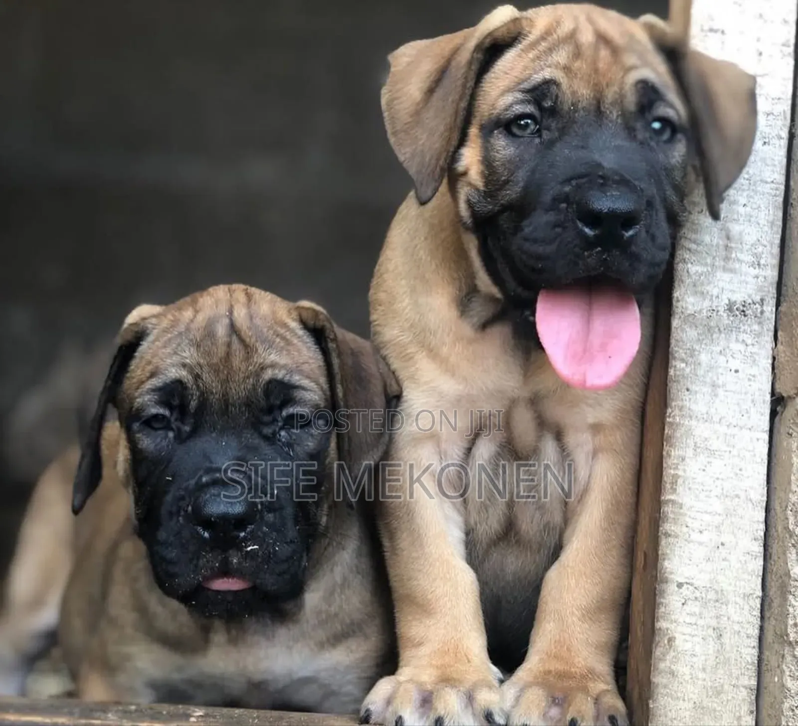 1-3 months Male Purebred Boerboel