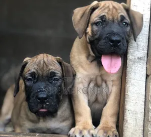 1-3 months Male Purebred Boerboel