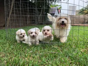 1-3 months Male Purebred Maltese