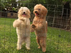 1-3 months Male Purebred Maltese