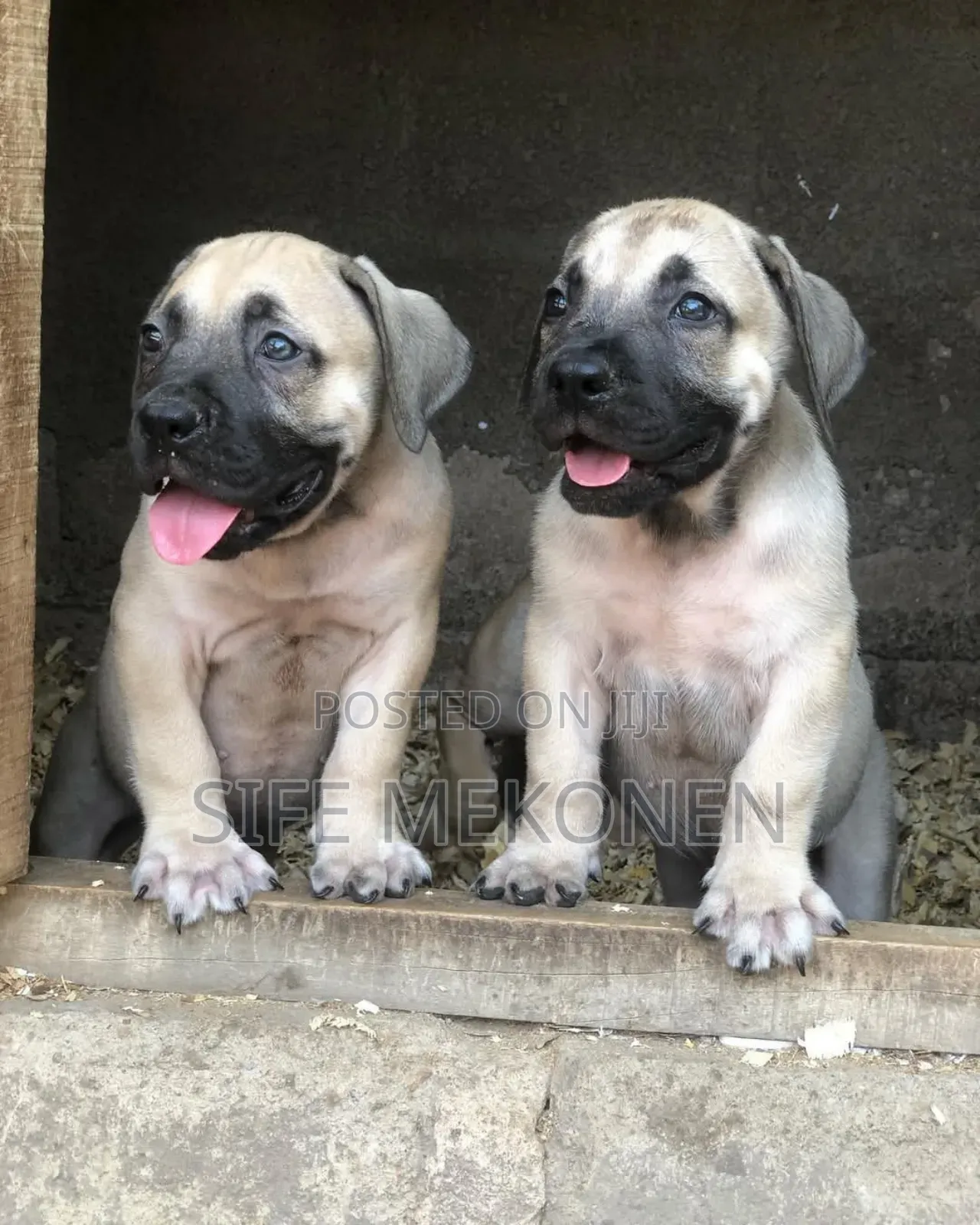 1-3 months Male Purebred Boerboel