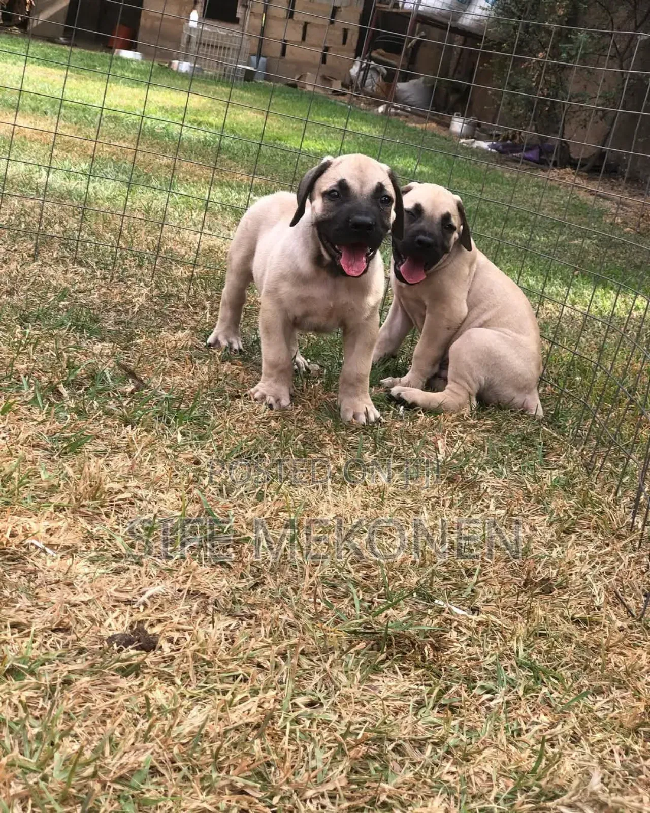 1-3 months Male Purebred Boerboel