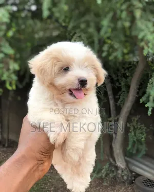 1-3 months Male Purebred Maltese